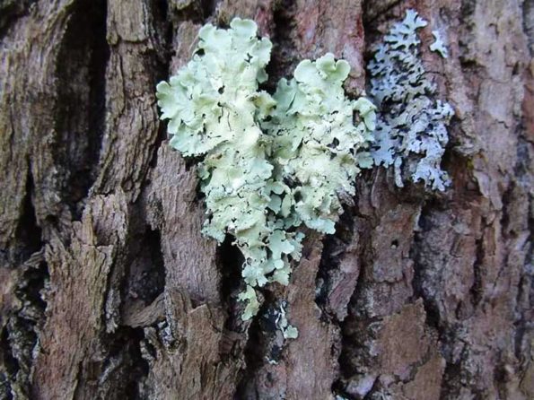 Blueish colored moss on a tree