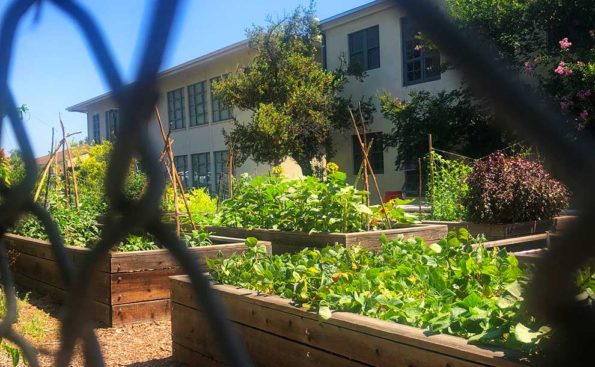 A garden with raised beds viewed via a fence