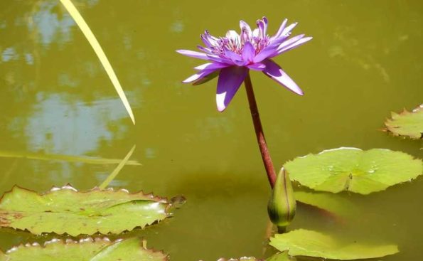 A purple flower in a water pond