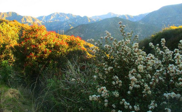 Greenery in san gabriel mountains