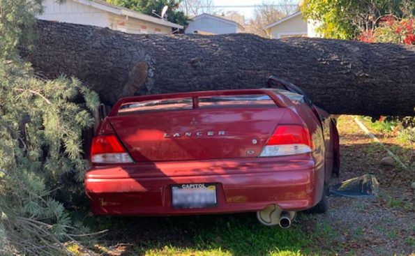 A tree on top of the hood of a red car