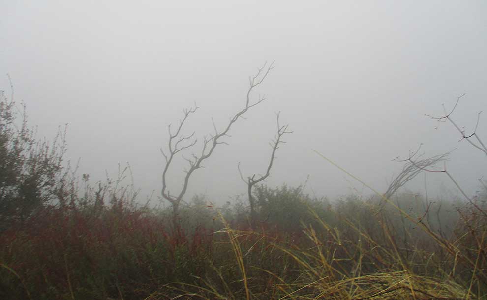 Mist and fog in the mountains
