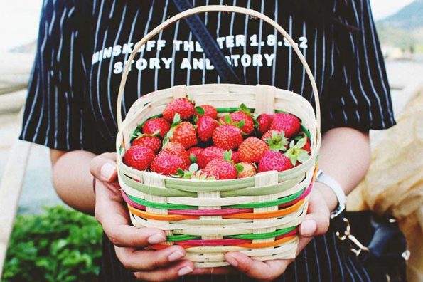 hands holding a basket of deep red strawberries
