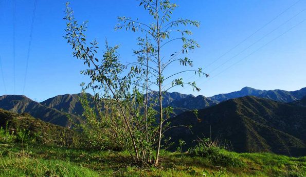 A small tree and San Gabriel Mountains behind it