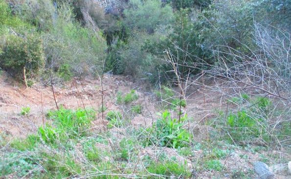Greenery on a local mountain