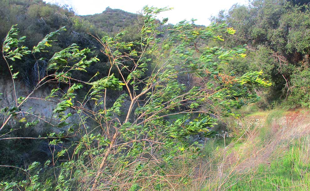 A tree leaves move in the winds