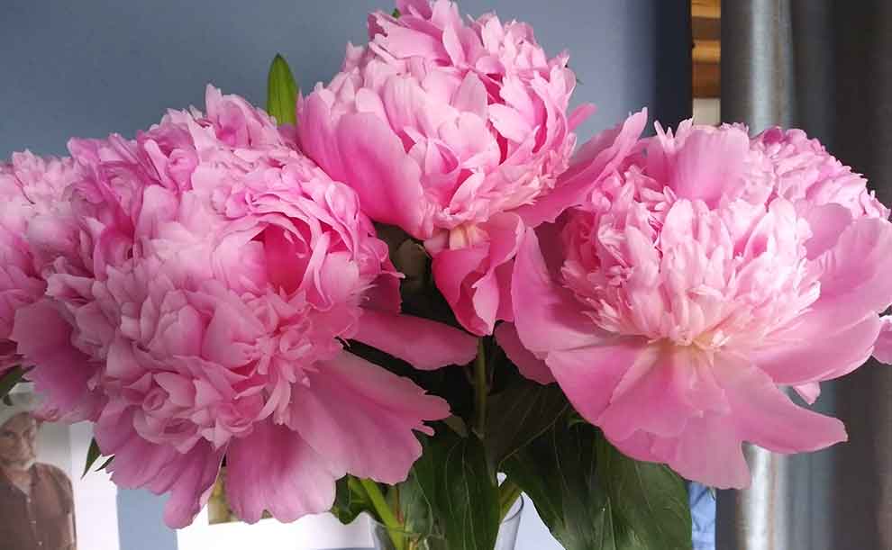 pink colored flowers