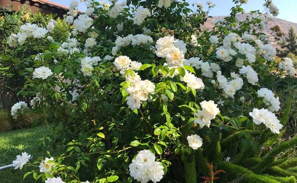 A bush of white roses