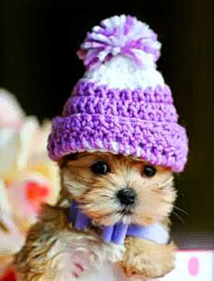 Knitted hat for dog (Photo - Cute Dog Wallpapers, flickr).