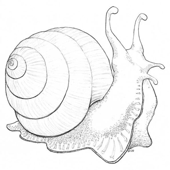 a snail with its shell
