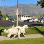 Bring Your Dog for a "Coffee and a Walk" with Monterey Park Animal Services