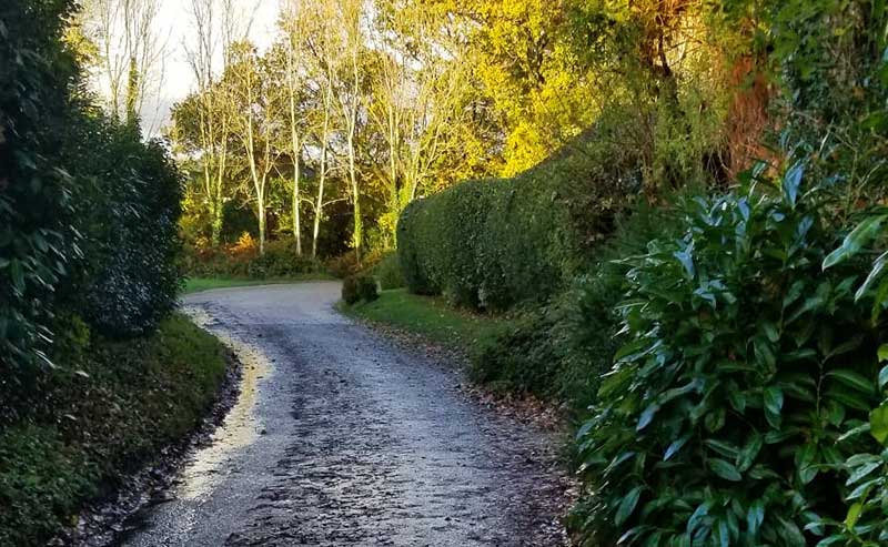 A road in the forest