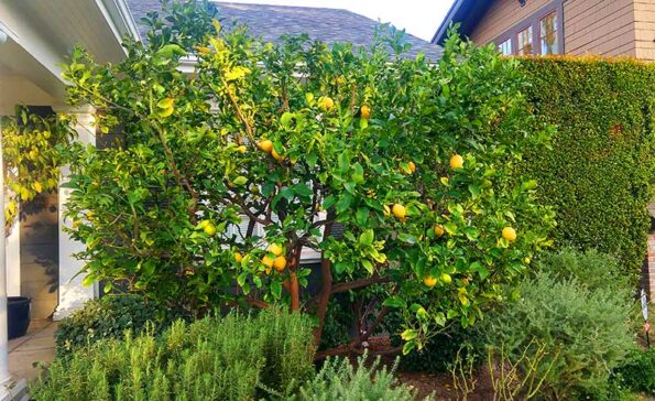 lemon tree