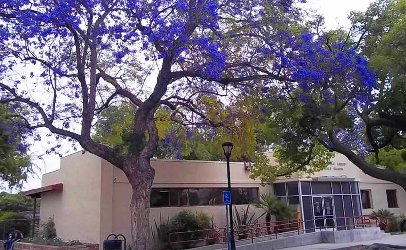 jacaranda tree next to a building with a ramp