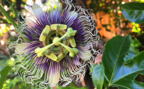 a rose with pedals resembling a clock dial