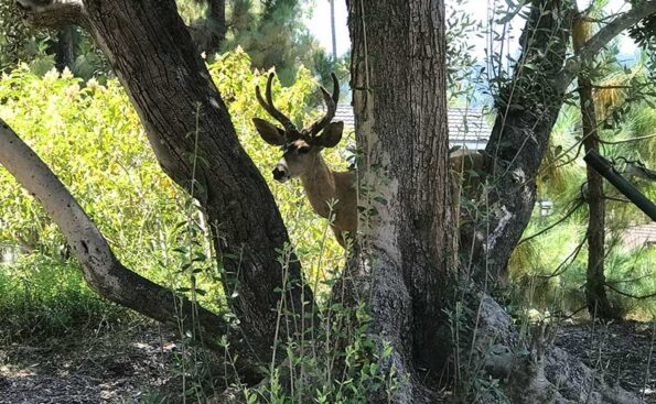 a deer in between trees
