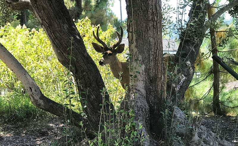 a deer in between trees
