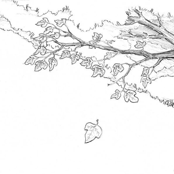 one leaf falls from a tree