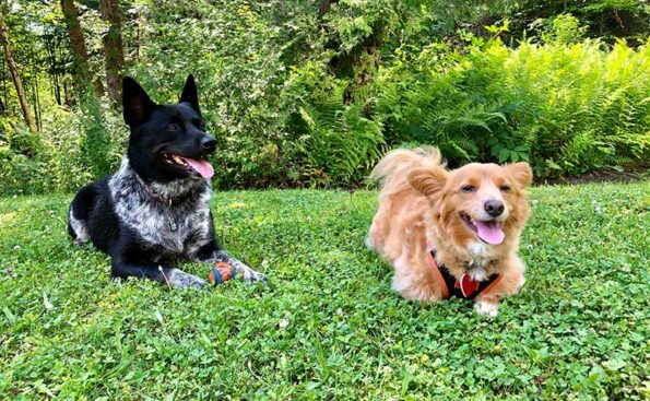 dogs running in a field
