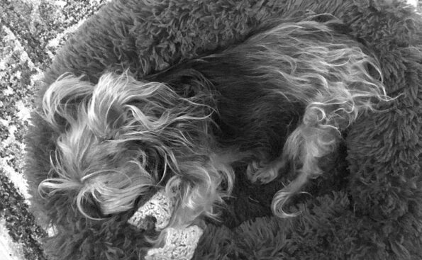 dog sleeping on a shaggie chair