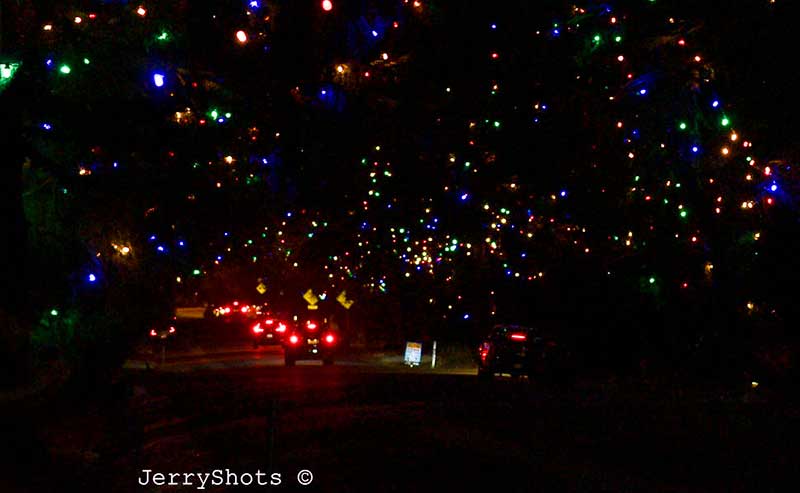 Trees lit with christmas lights and cars driving by