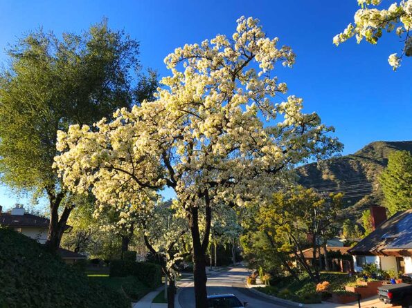 A tree with white leaves