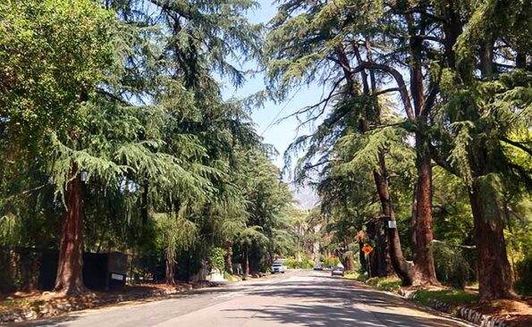 Trees lining up a street