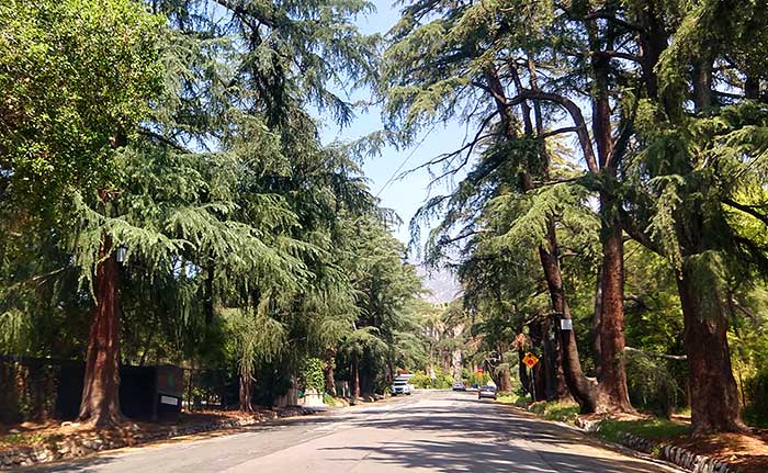 Trees lining up a street