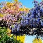 Wistaria Festival Winds Through Downtown Sierra Madre With Fun