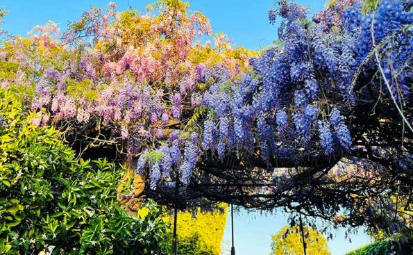 A plant of purpulish and pinkish leaves