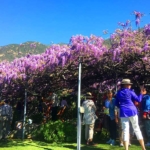 People under a colorful vine