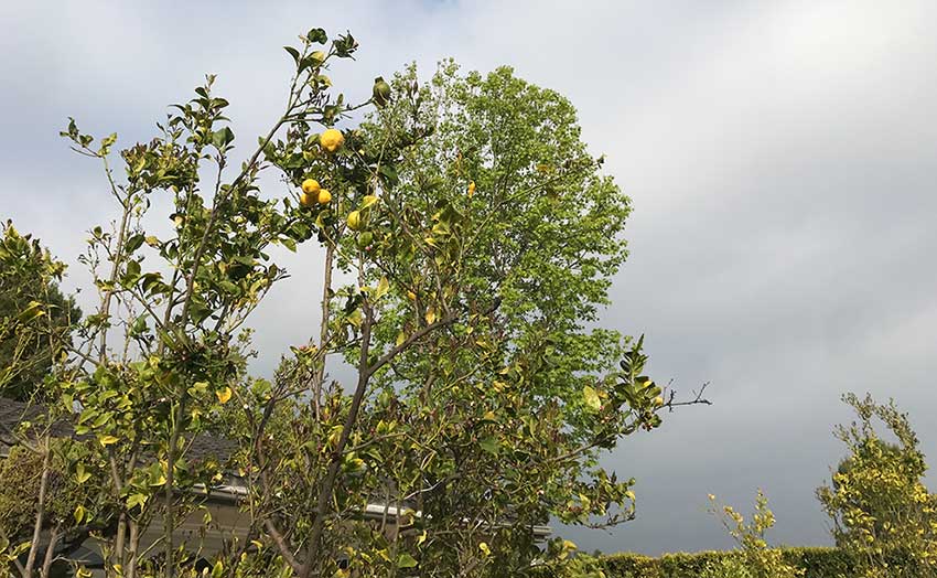 a lemon tree with overcast sky