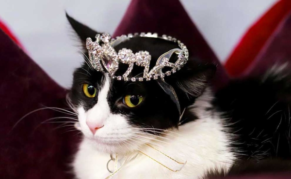 a cat with a crown on her head