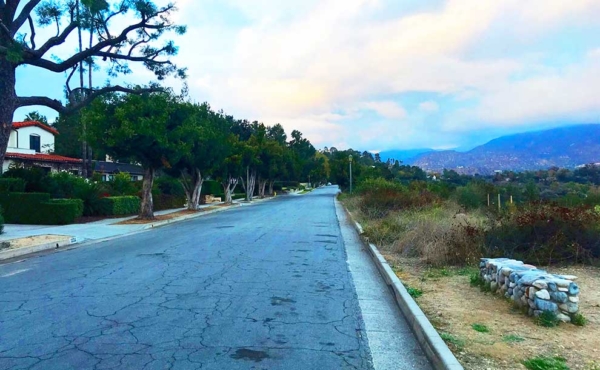 A road with vegetation around it