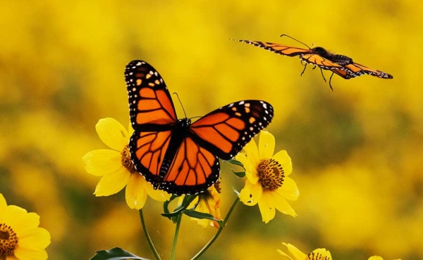 two butterflies on native flowers