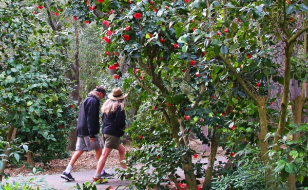 a man and a woman walking by camellia trees