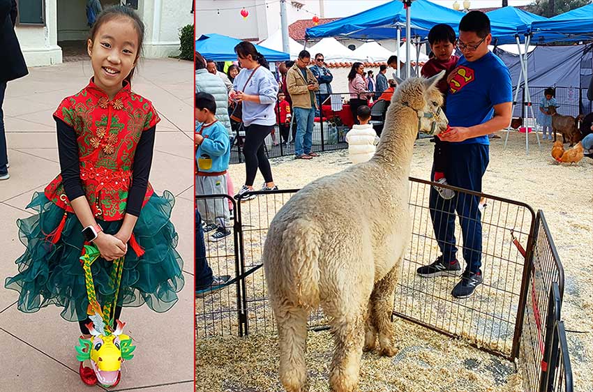 llama in a petting zoo and a girl dressed in a traditional outfit