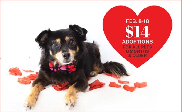 A dog laying by a red heart