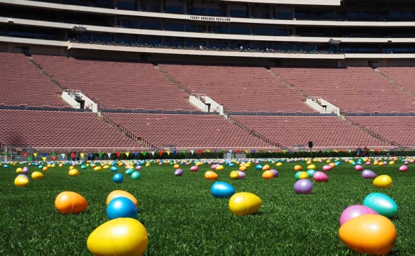 eggs scattered on a field
