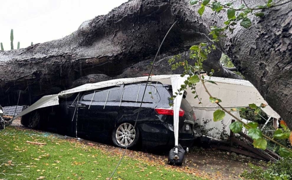 a toppled tree on top of a car
