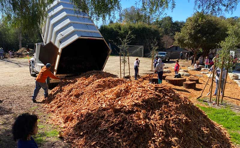 A truck unloading wood chip