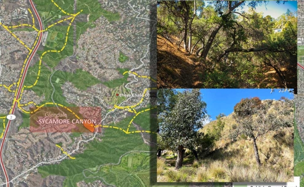 a canyon with trees and a map