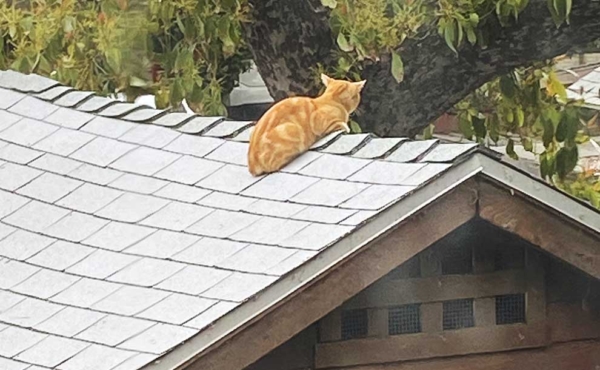 Cat on a roof