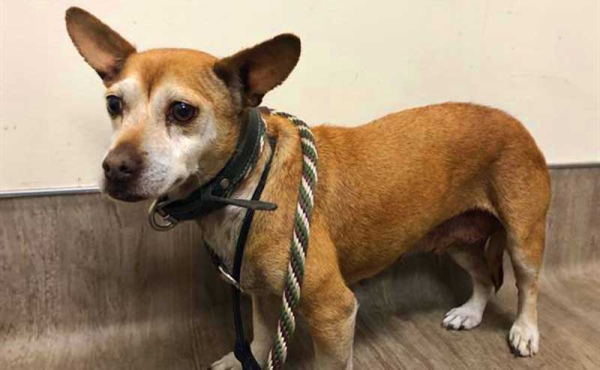 A dog on a leash at a shelter
