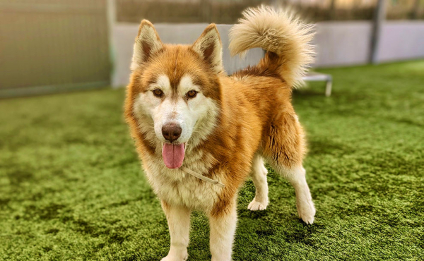 A golden colored dog