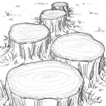 stumps of trees in a forest
