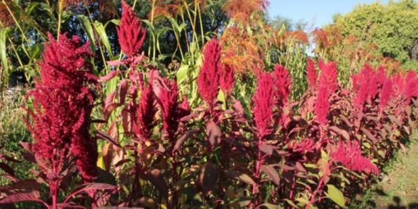 A row of pink plants