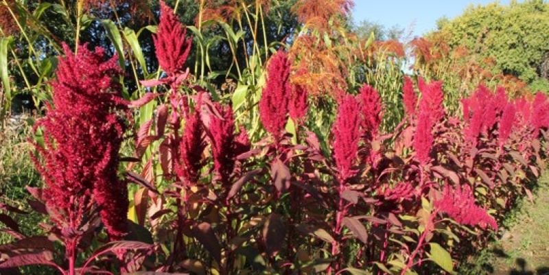 A row of pink plants