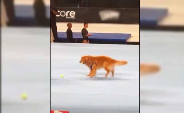 a dog playing with a ball on a rink