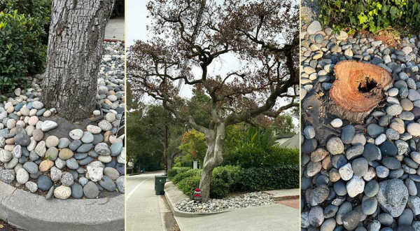 a tree with rocks around its trunk